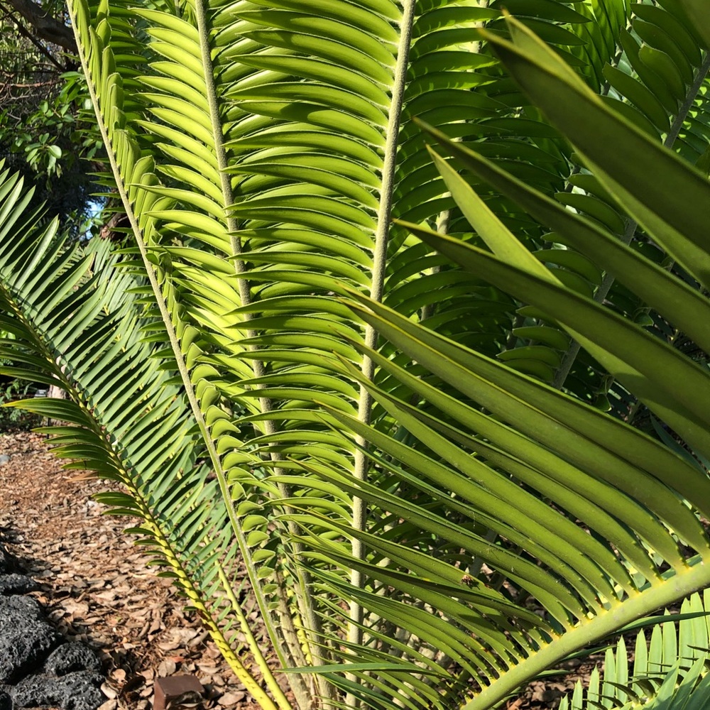 Plant - Picture 3 of 8